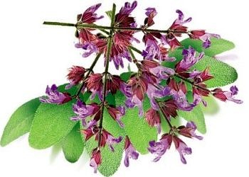 Adaçayının faydaları nelerdir, neye iyi gelir? Ada çayı nasıl demlenir?