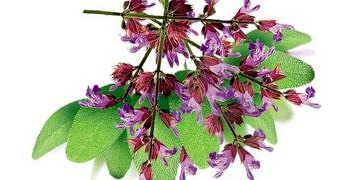 Adaçayının faydaları nelerdir, neye iyi gelir? Ada çayı nasıl demlenir?