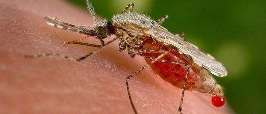 mutasyona-ugratilan-sivrisinekler-sitmaya-direniyor