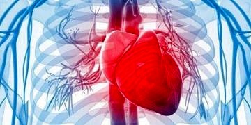 Yeni keşfedilen GPNMB proteini kalp krizi sonrasında iyileşme sürecini destekliyor