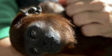 Maymunlar arası kafa nakli başarıyla yapıldı! Sırada insan var