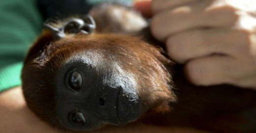 İtalyan cerrahın operasyonla ilgili bulguları yayınlamamış olması bilim dünyasında kuşkuyla karşılanıyor.