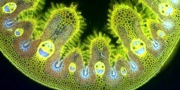 Hücreler gerçek mutluluğu hissediyor! Kısa süreli mutluluk ise öldürüyor