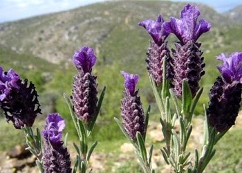 Karabaş otunun faydaları neledir? Çayı nasıl hazırlanır?