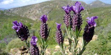Karabaş otunun faydaları neledir? Çayı nasıl hazırlanır?