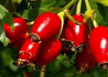 Kuşburnunun faydaları ve çayının hazırlanışı