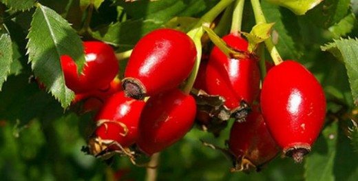 kuşburnu cayının faydaları