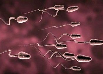 Farelerde kök hücreden sperm yapıldı