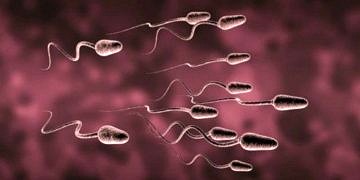 Farelerde kök hücreden sperm yapıldı