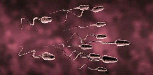 sperm