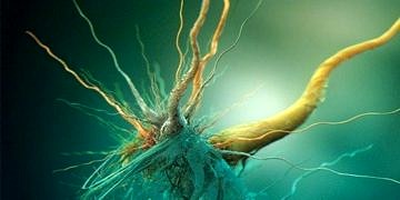 Mutant bakteriler ile teşhis: Hastalığınıza göre idrarınız renk değiştirecek