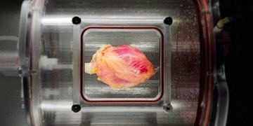 Donör kalp, kök hücrelerle donatılarak organ reddi engellenecek