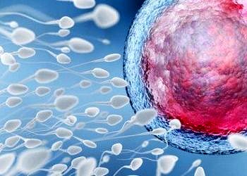 Bilim insanları ilk kez sperm hareketini arttıran molekülü tanımladı