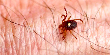 Kenelerden bulaşan Lyme hastalığı nedir? Belirtileri ve tedavisi