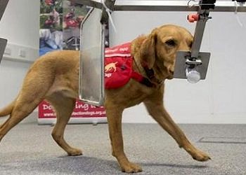 Eğitilen köpekler, göğüs kanserini erken evrede teşhis edebilir