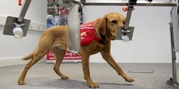 Eğitilen köpekler, göğüs kanserini erken evrede teşhis edebilir