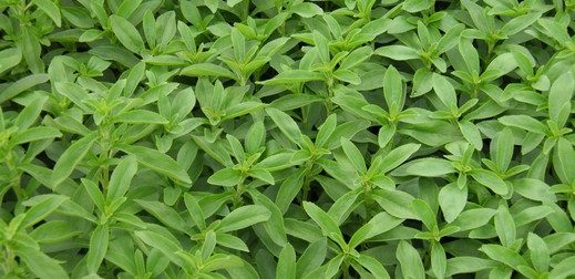 stevia,M2tWR3XSHEyeovNPKiNEcw