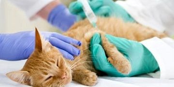 Veteriner Hekimler, Uzmanlık Sınavı (VUS) istiyor