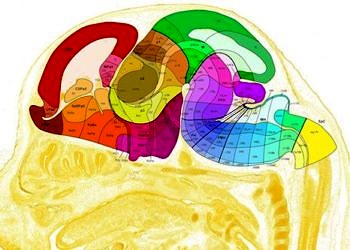 İnsan beyninin en kapsamlı haritası sonunda tamamlandı