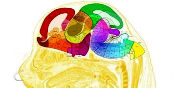 İnsan beyninin en kapsamlı haritası sonunda tamamlandı