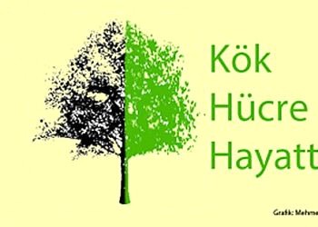 Körlük ve kök hücre tedavisi: Yeni geliştirilen yöntem körlüğe çare olabilir