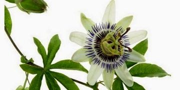 Passiflora bitkisi ne işe yarar? Nasıl kullanılır?
