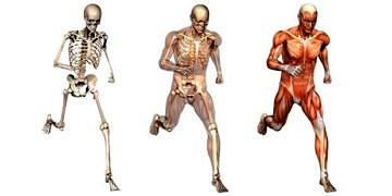 Fizyoterapi ve Osteopatide Holistik (Bütüncül) yaklaşım!