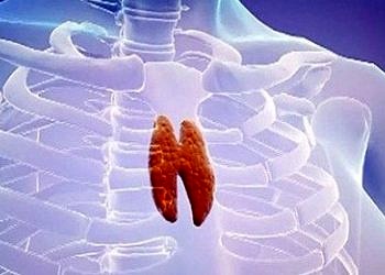 35 gramlık mucize organ: Timüs Bezi