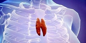 35 gramlık mucize organ: Timüs Bezi