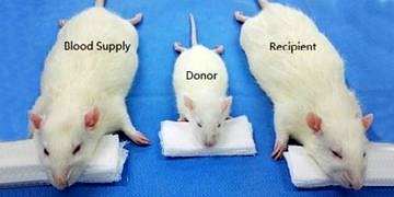 İlk kafa nakli için çok önemli bir adım: Operasyon farelerde başarıyla yapıldı