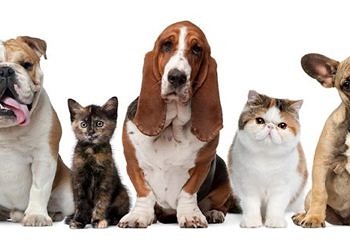 Hayvana yönelik şiddet ve Hayvan Hakları Evrensel Bildirisi