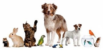 Hayvana yönelik şiddet ve Hayvan Hakları Evrensel Bildirisi