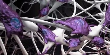 Kemik kırıklarını onaran devrim niteliğinde tedavi: Kolajen matriksi