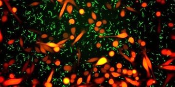 Kanser hücrelerini ilaçlardan koruyan ve tedaviyi engelleyen bakteriler keşfedildi