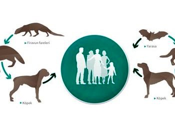 Dünyanın en ölümcül bulaşıcı hastalığı kuduz! Kuduzdan korunma ve tedavi