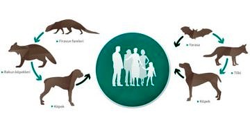 Dünyanın en ölümcül bulaşıcı hastalığı kuduz! Kuduzdan korunma ve tedavi