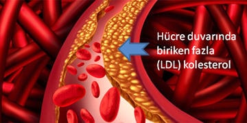 Kolesterol vücutta ne işe yarar? Ne zaman tehlike arz eder? 