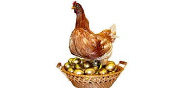 Japonlar gen teknolojisinde devrim yaptı! Tavuklar kanser ilacı yumurtluyor