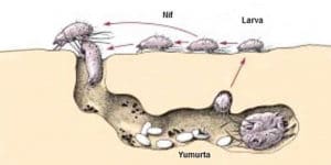 Uyuz böceği yumurtası