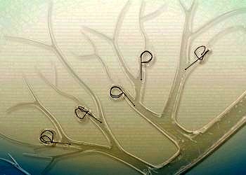 KOAH tedavisinde ‘Akıllı Sarmallar’ nefes açıyor