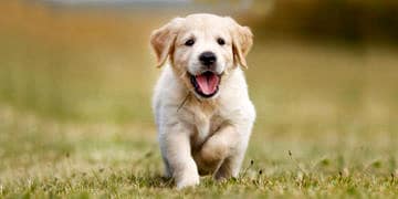 Köpek sahiplerinin kalp ve damar hastalıklarından ölme riski ‘daha az’