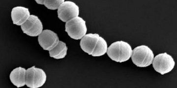 Japonya’da et yiyen mutant bakteri yayılıyor, 500 kişiye enfeksiyon bulaştı!