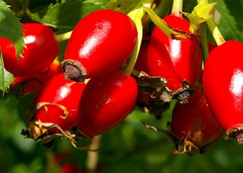Kuşburnu faydaları nelerdir? Çayı hangi hastalıklara iyi gelir?