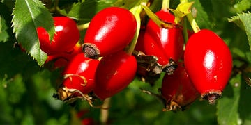 Kuşburnu faydaları nelerdir? Çayı hangi hastalıklara iyi gelir?