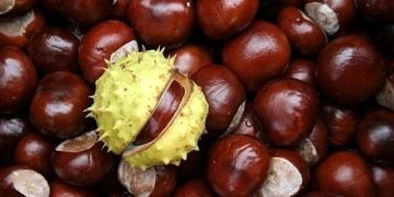 Dikenli sert kabuğun altındaki şifa kaynağı