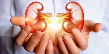 Böbrek sağlığı hakkında doğru sanılan 8 yanlış