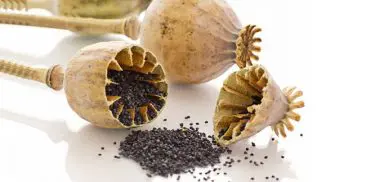 Corek Otu Nedir Faydalari Nelerdir Hangi Hastaliklara Iyi Gelir