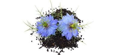 Çörek otunun faydaları