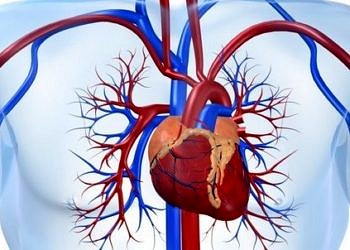 Sağlıklı bir kan dolaşım sistemi ve kalp sağlığı için ne yapmak gerekir