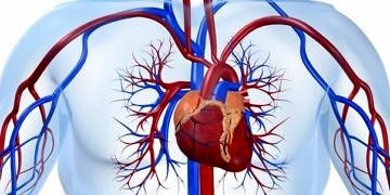 Sağlıklı bir kan dolaşım sistemi ve kalp sağlığı için ne yapmak gerekir